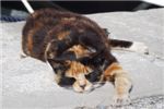 Кто может спать слаще и уютнее кошки?
Морской кот неопределенной окраски.