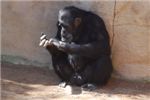 Подсчёт финансов от шимпанзе