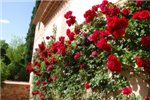 По пути целый сад из роз. Роз настолько много, что они всюду - даже вьются по стенам!
