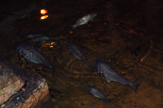 Рыба в подземном хранилище воды Еребатане