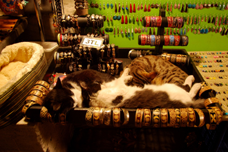 Кошки в сувенирной лавке