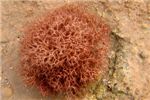 Колючий коралл (Seriatopora hystrix)