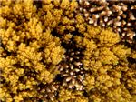 Мягкие кораллы и кораллы Олений рог (Семейство Acropora)
