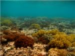 Коралловый риф Заафараны. В основном представлен мягкими кораллами.