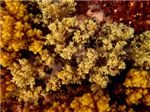 Коралл брокколи (Lithophyton arboreum)