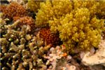 Уже знакомые нам мягкие кораллы и Олений рог. Красного цвета - Бородавчатая поциллопора (Pocillopora verrucosa)