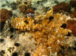 Желтые кораллы семейства Favites.