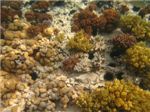Коралловый риф на небольшой глубине.