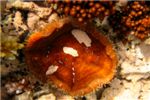 Перевернувшийся грибовидный коралл.