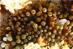Энтакмея четырехцветная (Bubble anemone)