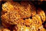 Коралл семейства Favia