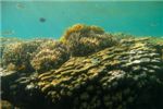 Огненные кораллы слева и массивные кораллы семейства Porites справа. Виднеются рыбки амфиприона, значит где-то поблизости есть анемон.
