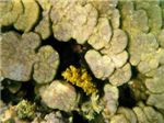 Массивные кораллы семейства Porites.
