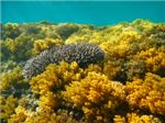 Мягкие кораллы, а в центре - коралл семейства Acropora.