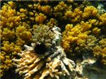 Коралл брокколи и морской ёж.