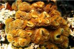 Мягкий коралл Саркофитон (Sarcophyton trocheliophorum)