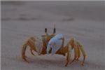 Красноморский краб-привидение (Red Sea ghost crab).
