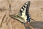 Махаон (Papilio machaon).